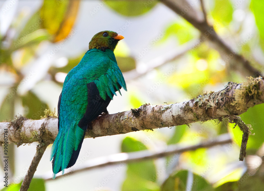 Obraz premium Goudkopquetzal, Golden-headed Quetzal, Pharomachrus auriceps