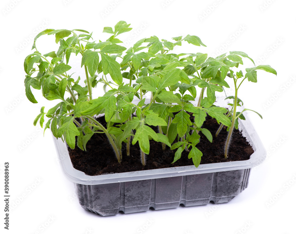 Transparent box with tomato seedlings Transparent box with tomato seedlings