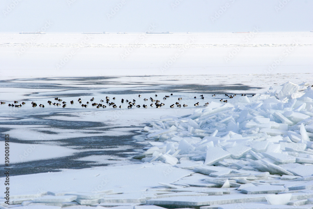 Tufted Duck, Aythya fuligula Tufted Duck, Aythya fuligula