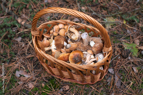 Basket full of mushroom on the ground in the forest