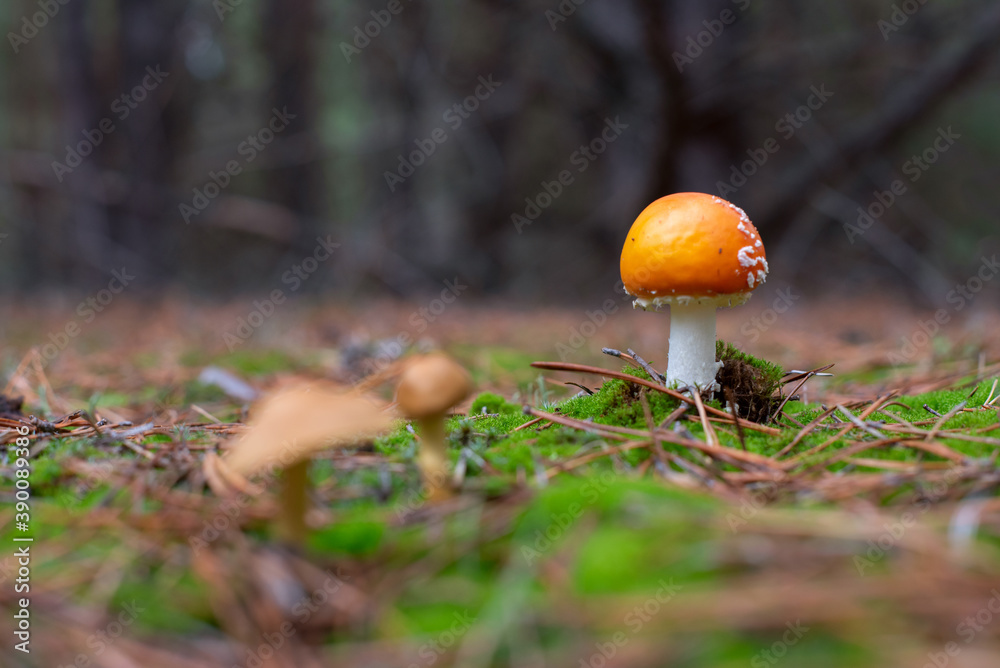 Fly agaric or Amanita muscaria. Small red toxic mushroom growing in the forest Fly agaric or Amanita muscaria. Small red toxic mushroom growing in the forest