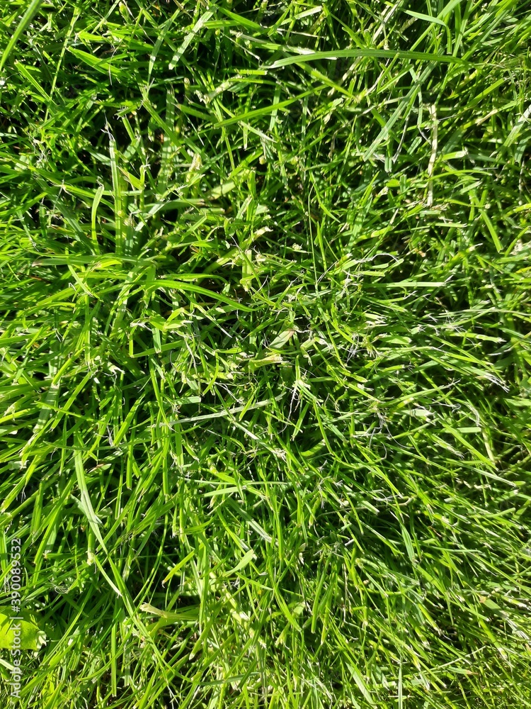 green grass background green grass background