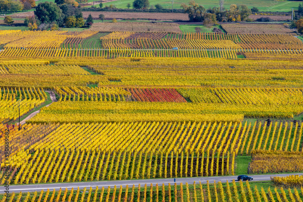 Le vignoble de plaine en Alsace, Haut-Rhin, Grand Est, France