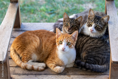 Stray cats hug each other i...