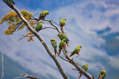 Magelhaenparkiet, Austral Parakeet, Enicognathus ferrugineus photo