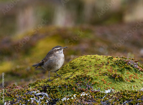 Bandvleugelwipstaart, Bar-winged Cinclode, Cinclodes fuscus photo