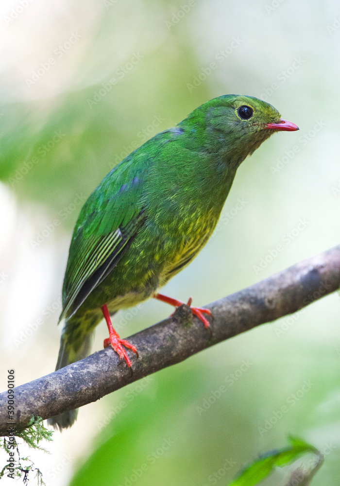 Obraz premium Green-and-black Fruiteater, Pipreola riefferii
