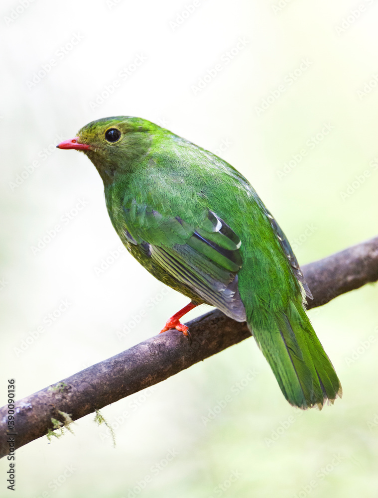 Obraz premium Green-and-black Fruiteater, Pipreola riefferii