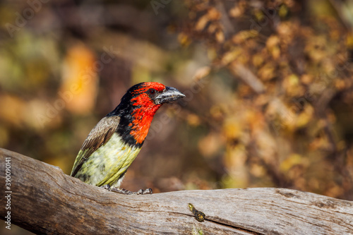 Black collared Barbet standing in a log with fall color background in Kruger National park, South Africa ; Specie Lybius torquatus family of Ramphastidae photo