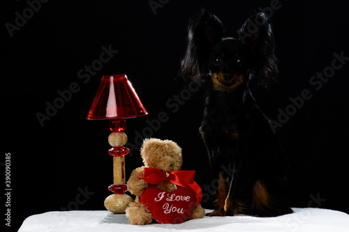 Dog on a dark background near a night lamp with a heart
