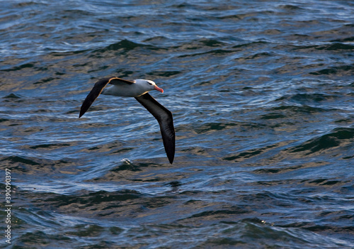 Black-browed Albatross, Thalassarche melanophrys photo