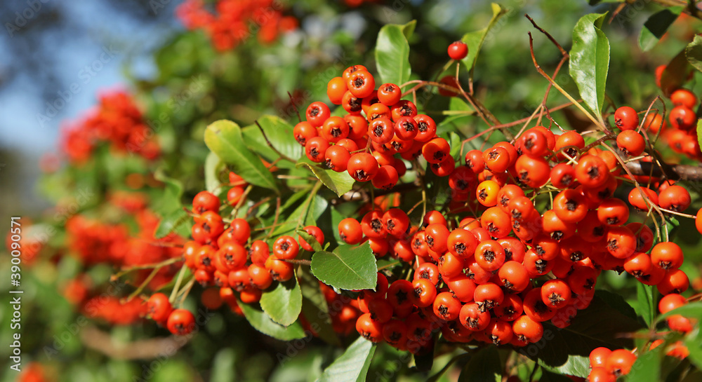 Baies rouges de pyracantha en automne