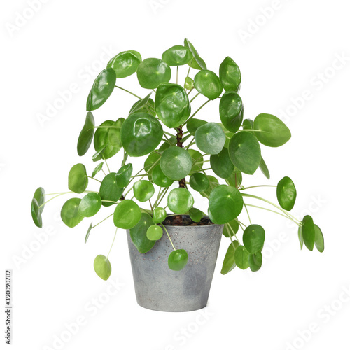 Pilea peperomioides	 photo