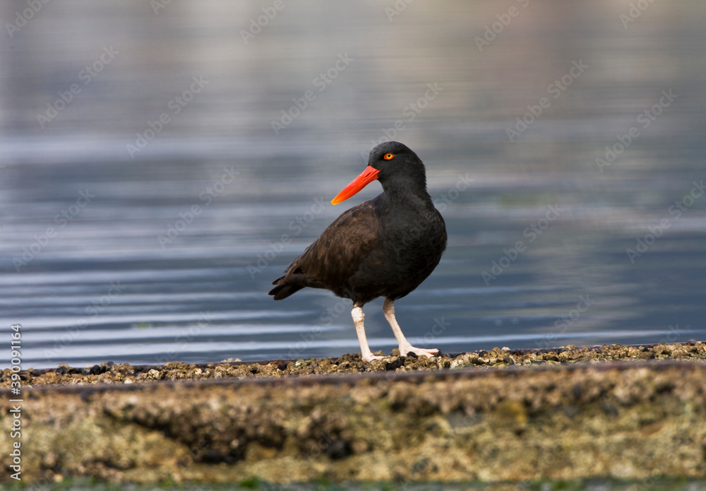 Blackish Oystercatcher, Haematopus ater Blackish Oystercatcher, Haematopus ater