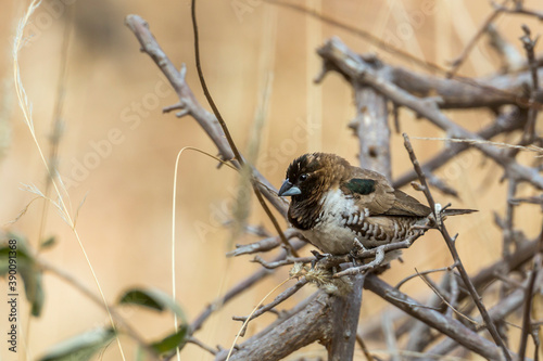 Bronze Munia in Kruger National park, South Africa ; Specie Spermestes cucullata family of Estrildidae photo