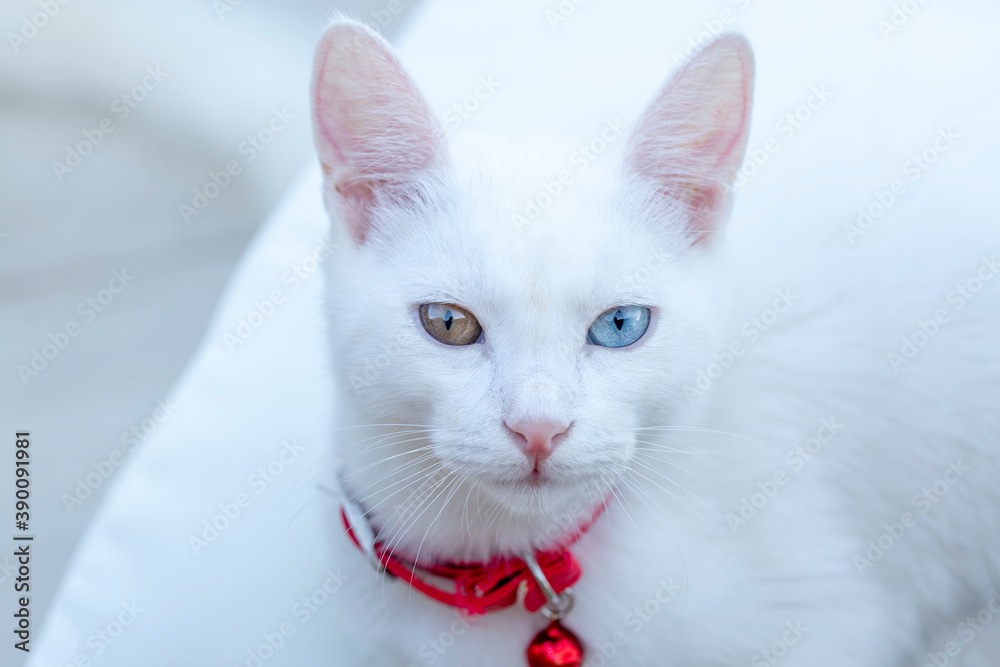 Portrait cute white cat; Turkish name; Van kedisi