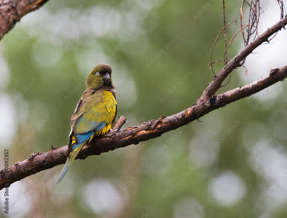 Obraz premium Holenparkiet, Burrowing Parrot, Cyanoliseus patagonus