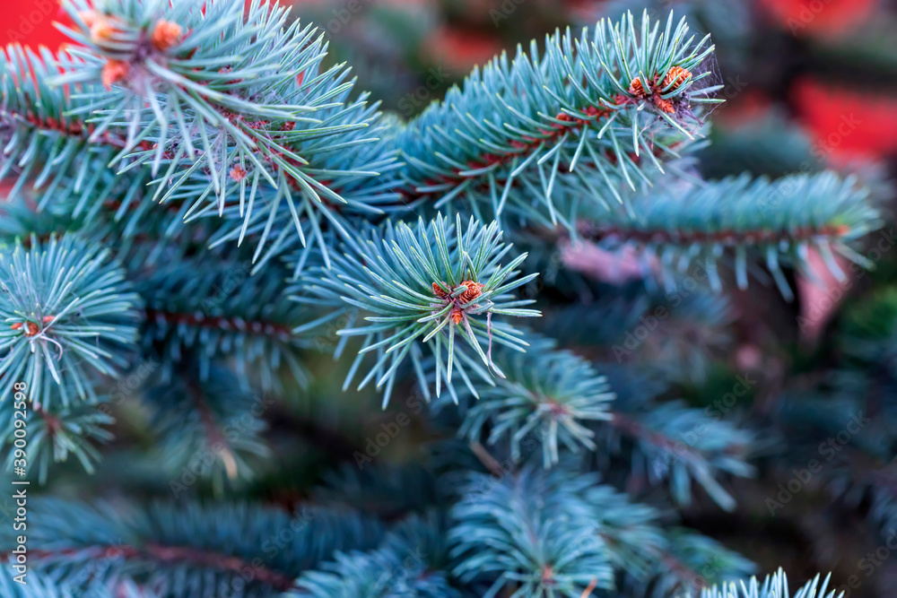 Background of Christmas tree branches. Green spruce branches.