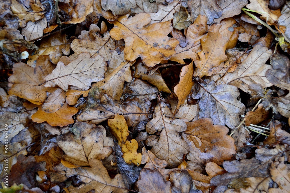 Autumn fallen leaves on the ground. Autumn fallen leaves on the ground.