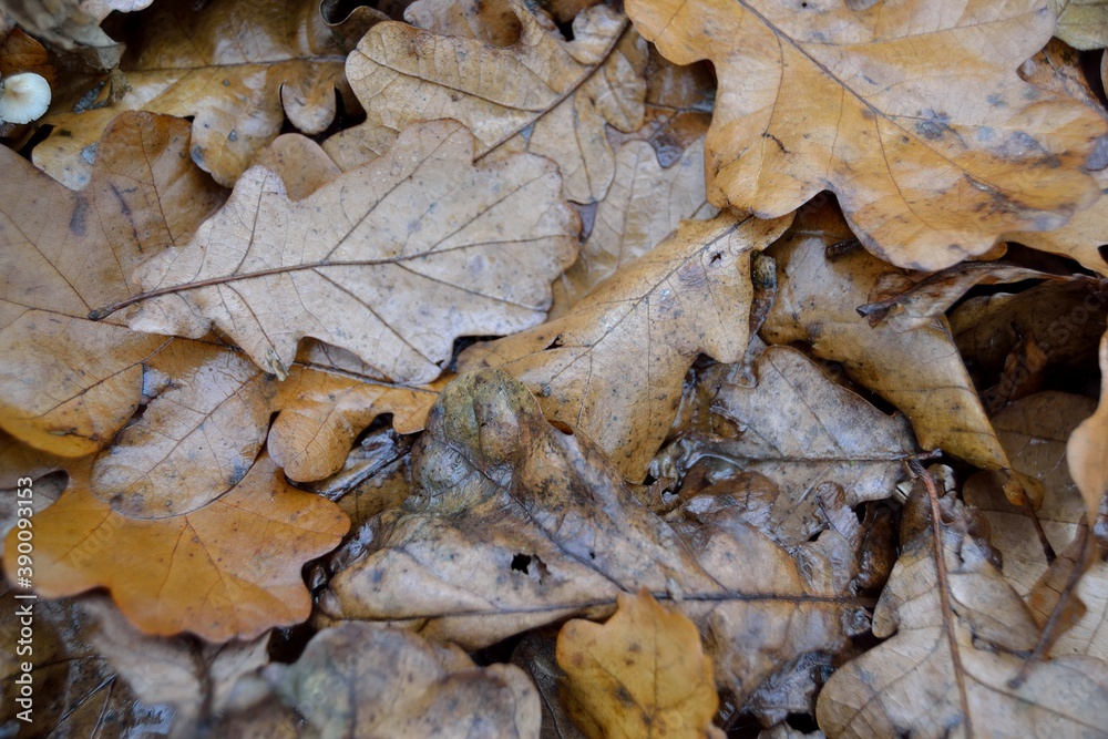 Autumn fallen leaves on the ground. Autumn fallen leaves on the ground.