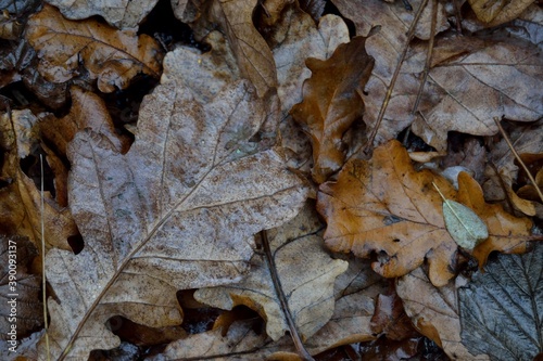 Autumn fallen leaves on the ground.