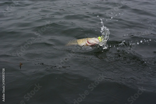 Summer fishing, pike fishing, spinning on the lake 