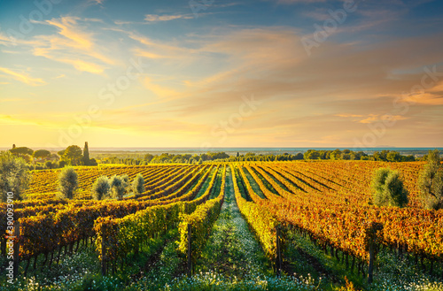 Bolgheri vineyard at sunset. Maremma  Tuscany  Italy