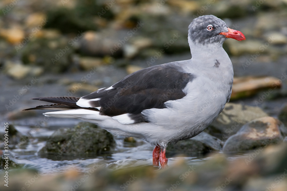 Fototapeta premium Dolphin Gull, Leucophaeus scoresbii