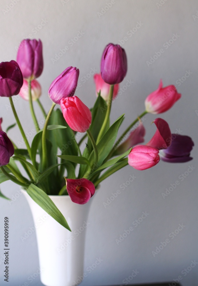 TULIP TULIP