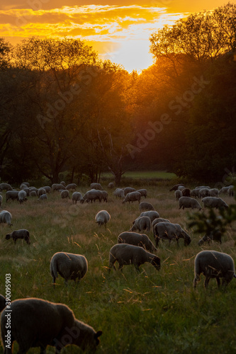 Schafherde bei Sonnenuntergang