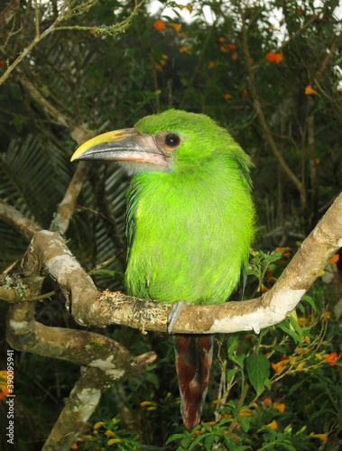 Emerald Toucanet, Smaragdarassari, Aulacorhynchus prasinus photo