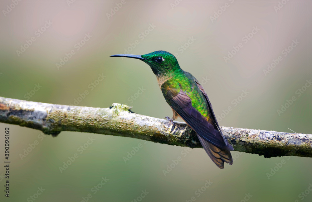 Fototapeta premium Bruinborstbriljantkilibrie, Fawn-breasted Brilliant, Heliodoxa rubinoides