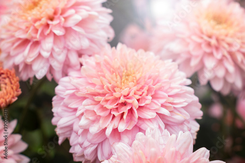 three large pink chrysanthemums in the garden in autumn