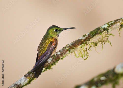 Bruinborstbriljantkilibrie, Fawn-breasted Brilliant, Heliodoxa rubinoides photo