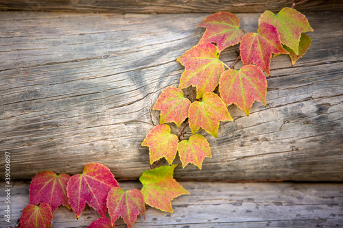 Autumn colors: leaves of Parthenocissus tricuspidata