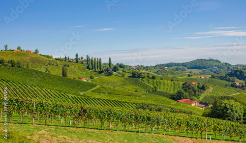 Fototapeta Naklejka Na Ścianę i Meble -  Vineyards along South Styrian Wine Road, a charming region on the border between Austria and Slovenia with green rolling hills, vineyards, picturesque villages and wine taverns