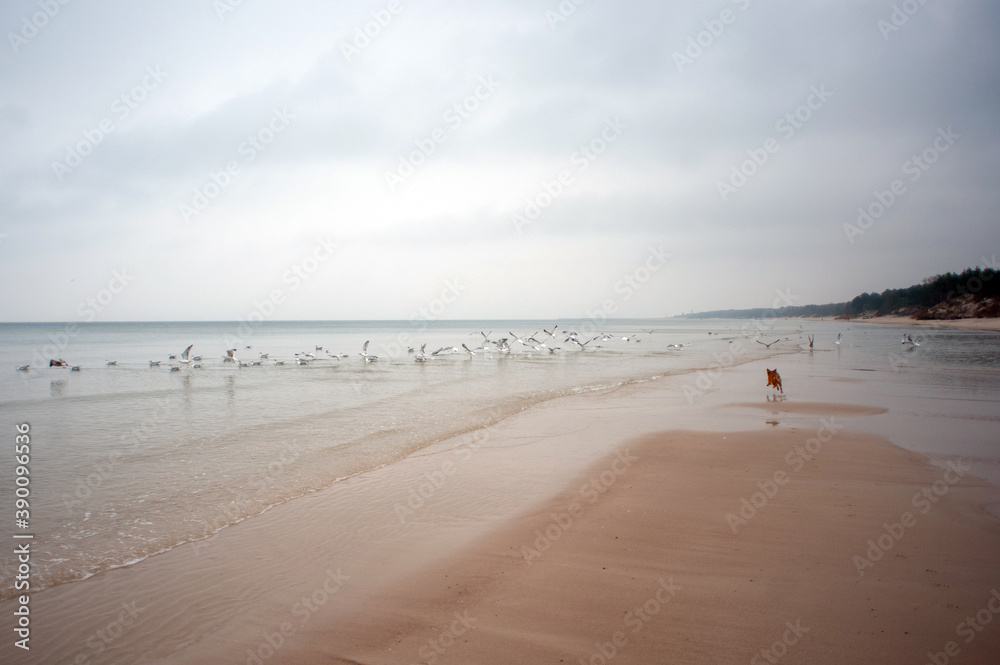 The dog chases seagulls on the beach.