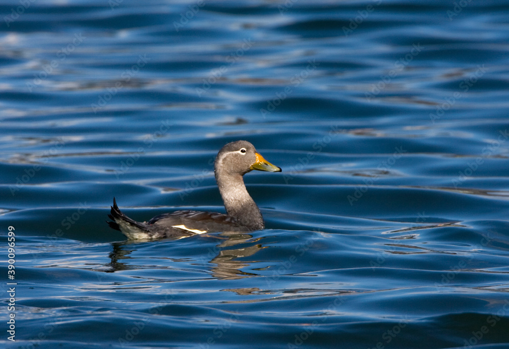Fototapeta premium Flying Steamer-Duck, Tachyeres patachonicus