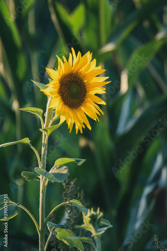 Sonnenblumen bei Sonnenuntergang
