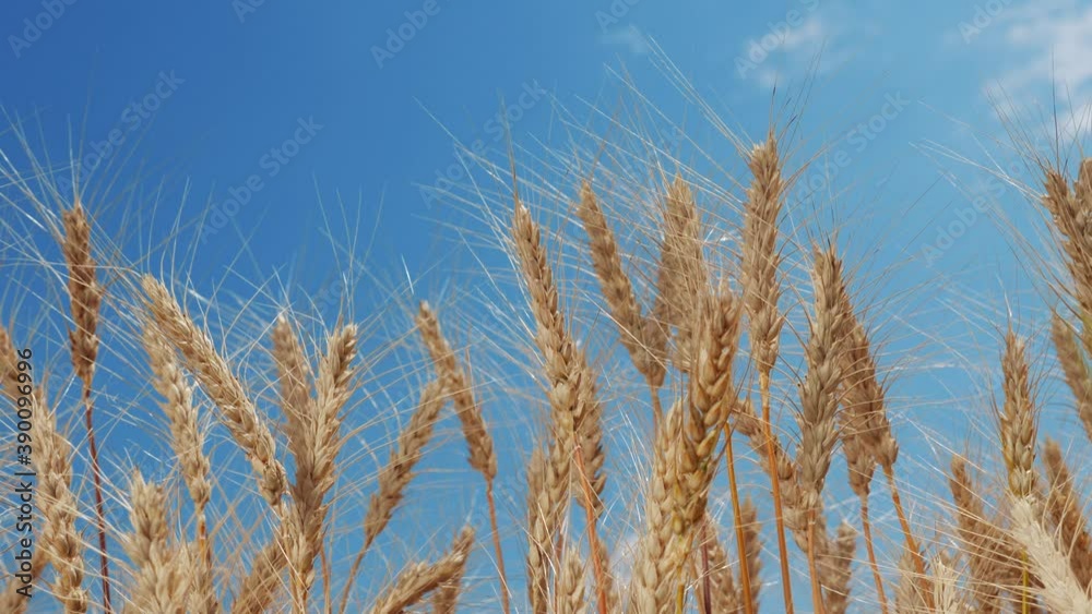wheat field with ears of corn a and grains background. concept agriculture harvesting eco lifestyle farming. golden farmland beautiful ears of wheat close-up wheat field with ears of corn a and grains background. concept agriculture harvesting eco lifestyle farming. golden farmland beautiful ears of wheat close-up