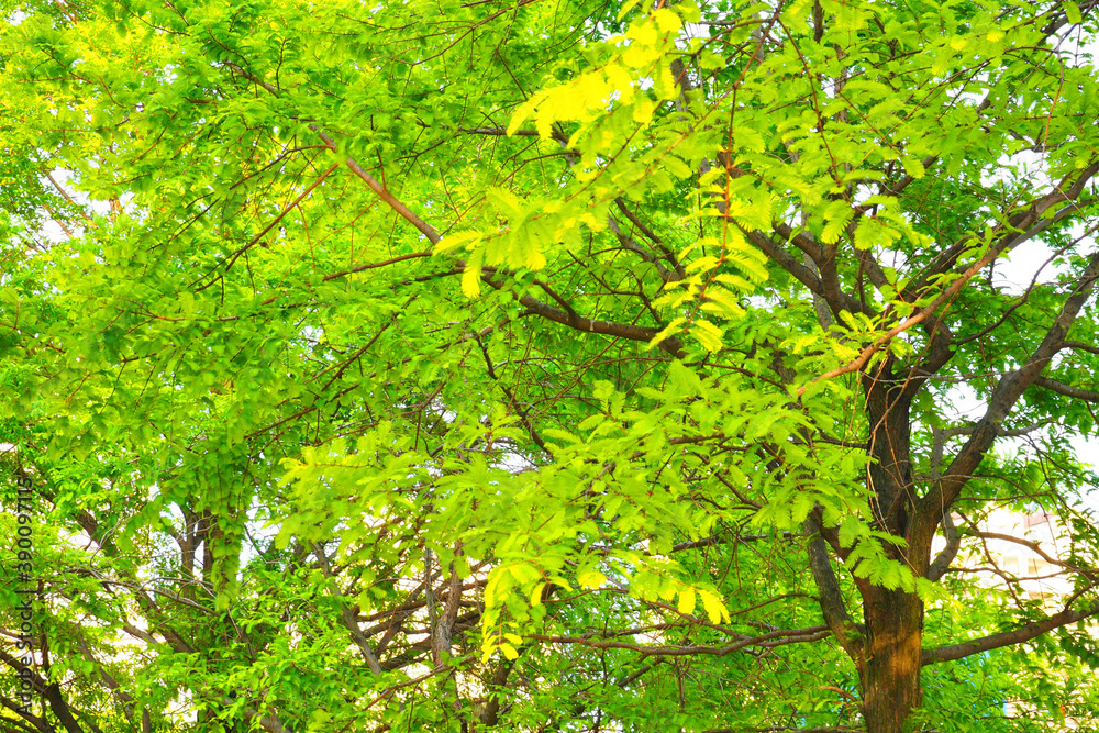 Obraz premium 新緑の樹木