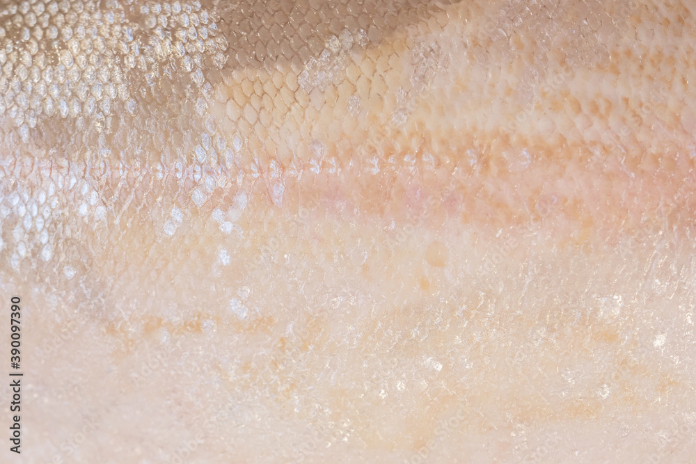 Fototapeta premium Fish scales background. Salmon skin texture