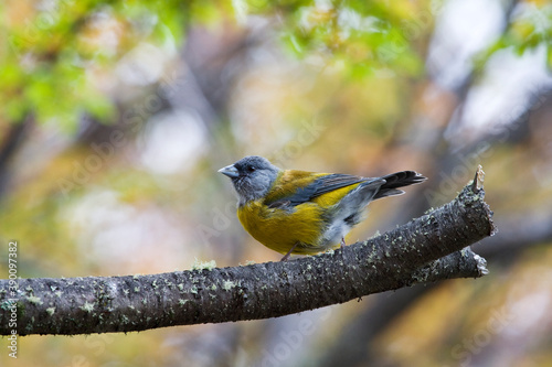 Grijskapsierragors, Grey-hooded Sierra-finch, Phrygilus gayi photo