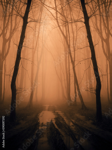 road in dark fantasy woods in autumn