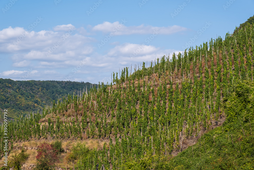 View of a vineyard on the steep slope in Beilstein / Germany on the Moselle View of a vineyard on the steep slope in Beilstein / Germany on the Moselle