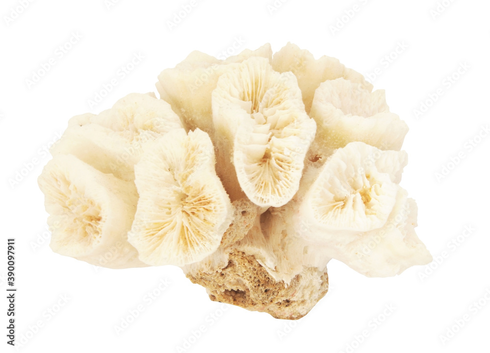 Coral branch isolated on white background Coral branch isolated on white background