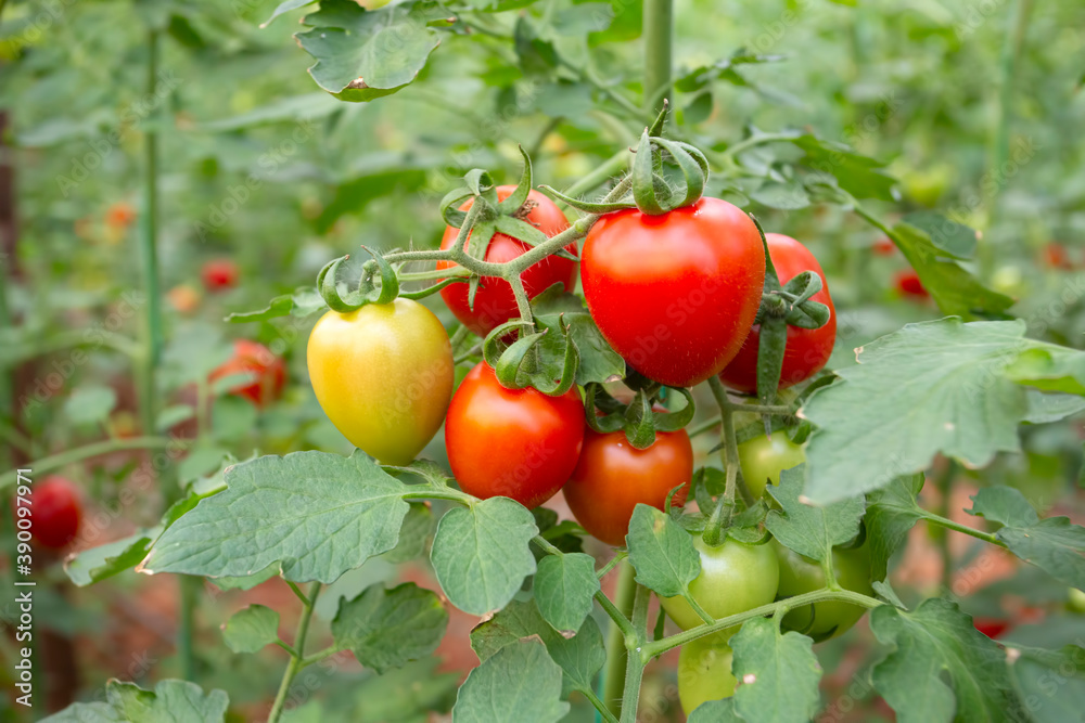 Greenhouses and red and green tomatoes grown in the greenhouse Greenhouses and red and green tomatoes grown in the greenhouse
