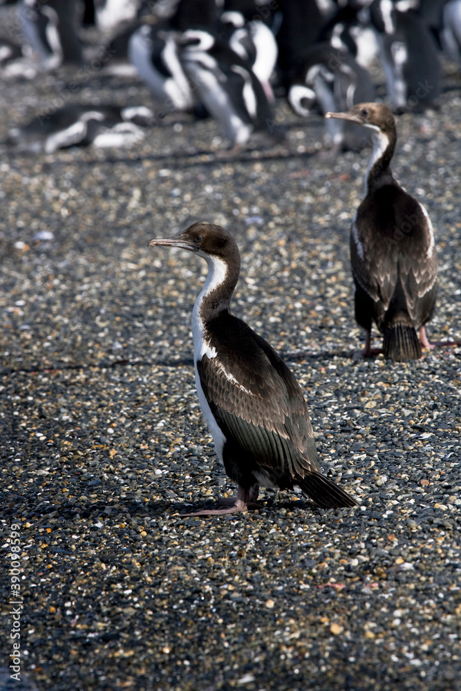 Fototapeta premium Koningsaalscholver, King Shag, Phalacrocorax albiventer