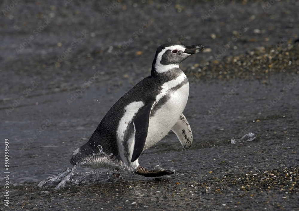 Fototapeta premium Magellanic Penguin, Spheniscus magellanicus