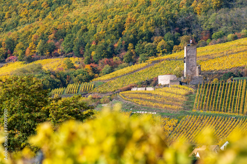 Le château du Wineck, village de Katzenthal, Haut-Rhin, Alsace, Grand Est, France photo